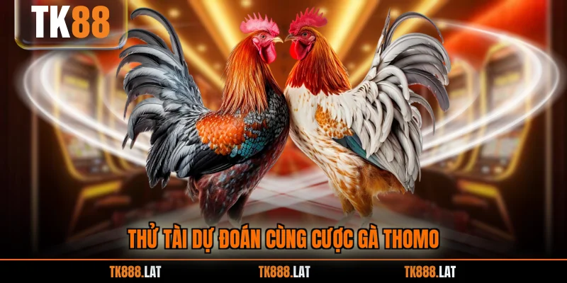 Thử tài dự đoán cùng cược gà Thomo
